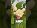 మల్లె పూలు bloomed to welcome summer #jasminebloom #mallepuvvulu #jasmine #mallemoggalu