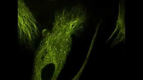 Long-term live cell imaging at 37°C with VAHEAT