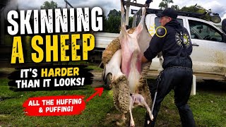 Skinning A Sheep, It's Harder Than It Looks