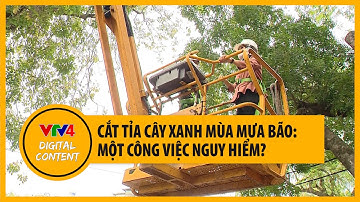 Cắt tỉa cây xanh mùa mưa bão: Một công việc nguy hiểm? | VTV4
