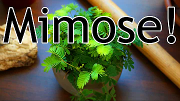 Wann pflanzt man Mimosen ein?