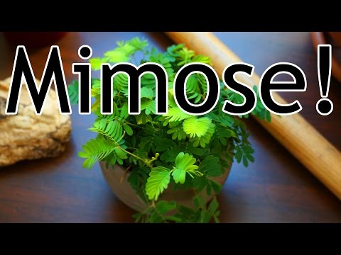 Video: Wie Man Mimose Macht