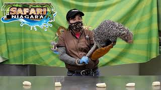 SN Zooniversity Live Hippo Trailer screenshot 5