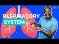 Understanding Cellular Respiration and the Respiratory System