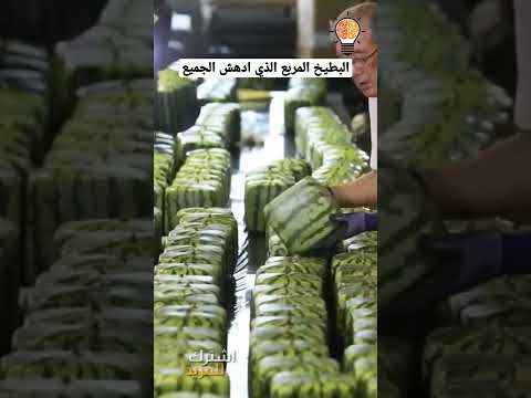 فيديو: زراعة البطيخ المربّع - معلومات عن مربع نبت البطيخ