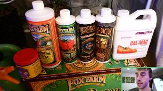 GreenBox Grown Chemdawg Grow Series Week 8 Vegetation Preparing for Flower