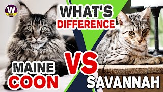 Savannah Cat vs Maine Coon  Which Is The Purrfect Pet?