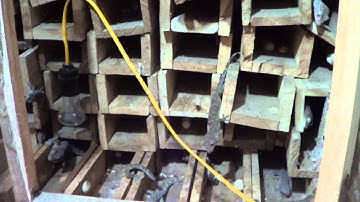 Rượu ngâm bổ thận tráng dương