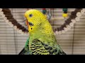Video for cats to watch | Budgie singing and calling sounds | Play this video on loop while away