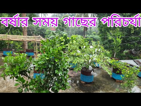 ভিডিও: কীভাবে লেবু শসা উঠবেন