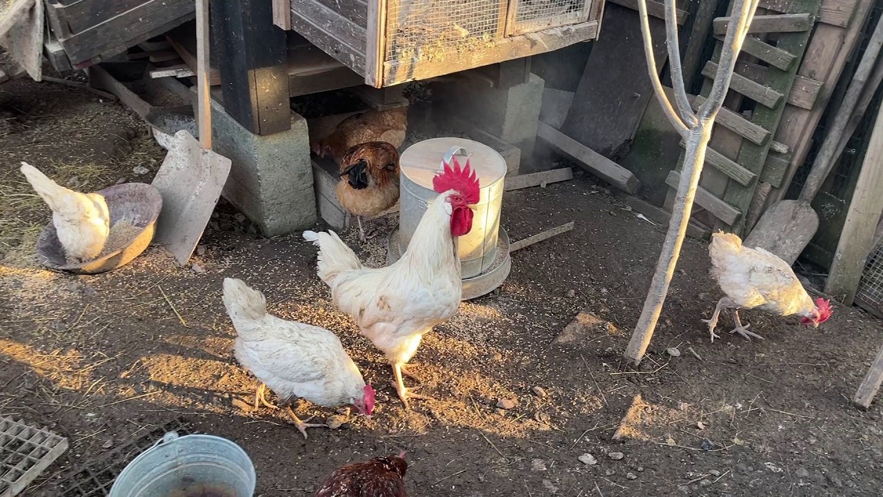 ☀️ Hens-VLOGS :1252