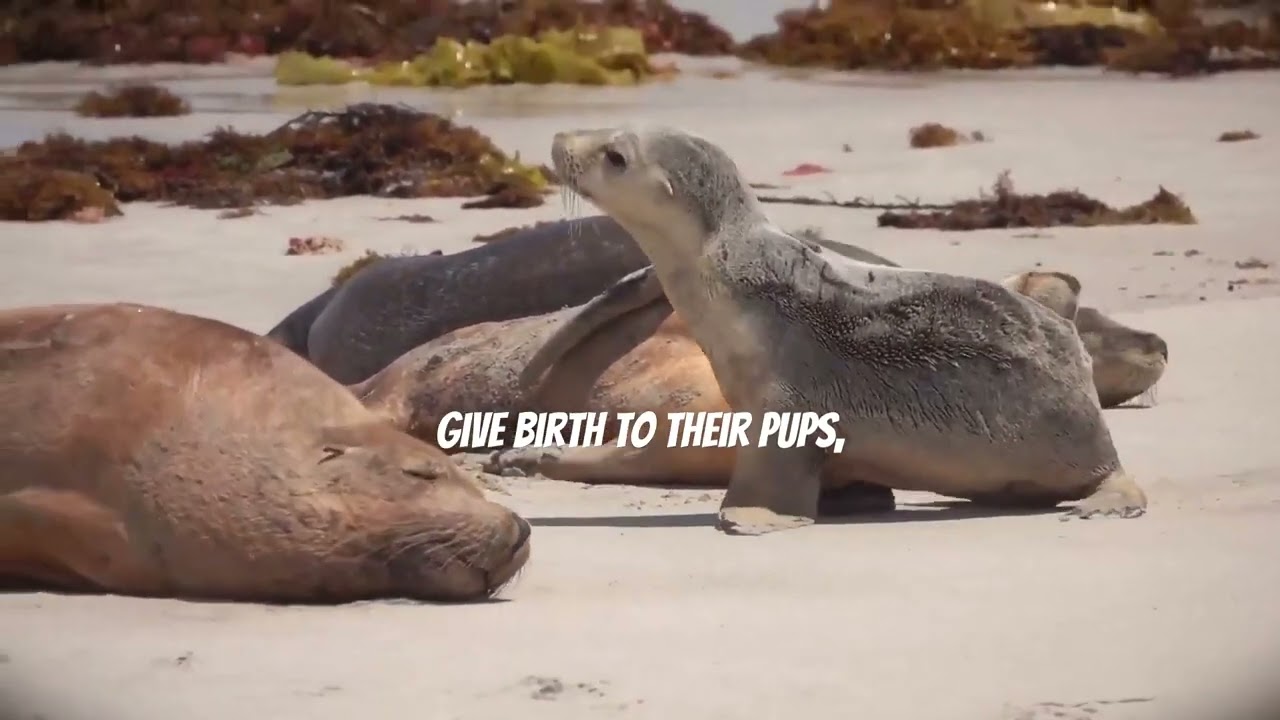 Seals: The Ocean's Playful Pals!