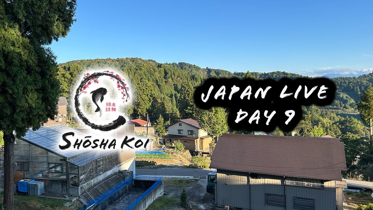 Autumn Harvest 2025 - Day 09 - Asagi hunt and tidy Goshiki!