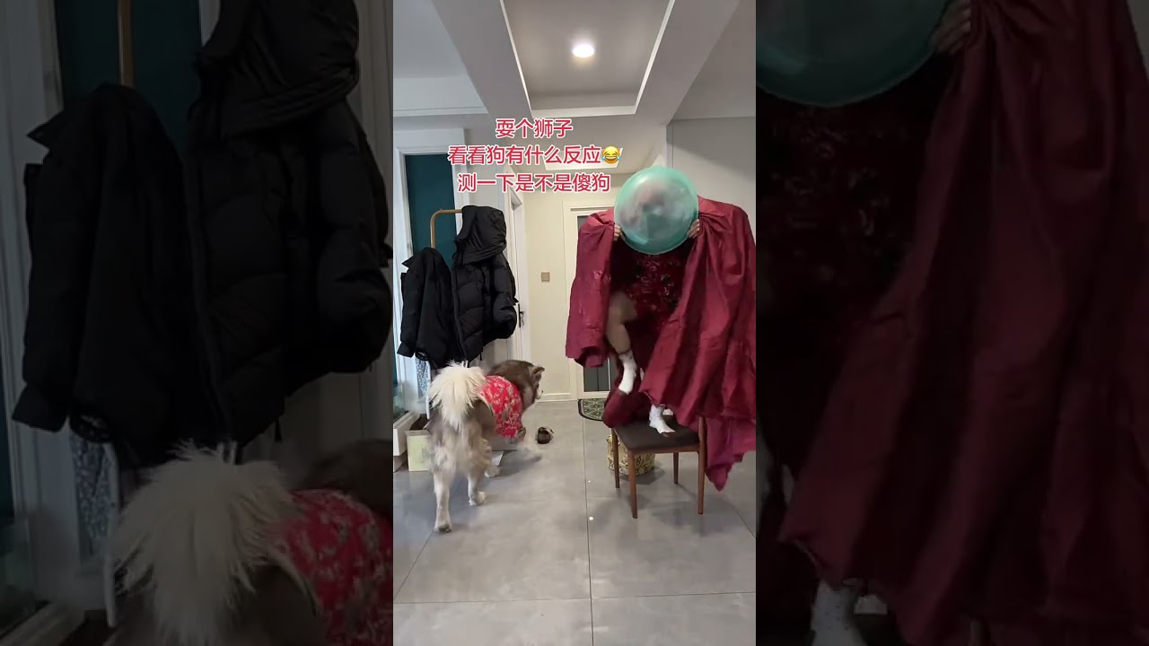 Is It Stupid or Am I Stupid? A Hilarious Quick Check