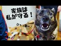 【実家帰省】家族を守るべく警戒心バリバリの甲斐犬とその心配をよそに愛嬌振りまくりの柴犬。帰り際「もっと遊びたい」と泣く姪っ子可愛すぎ【甲斐犬・柴犬】