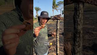 #vidanaroça #mel #abelhas