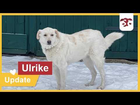 Ulrike - Update Januar 2026