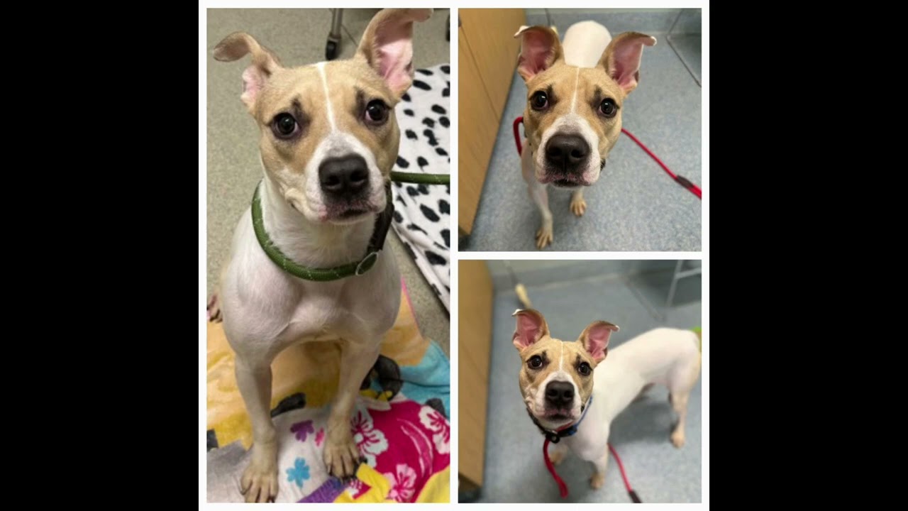 Adoptable Animals at Mohawk Hudson Humane #1