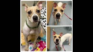 Adoptable Animals at Mohawk Hudson Humane #1