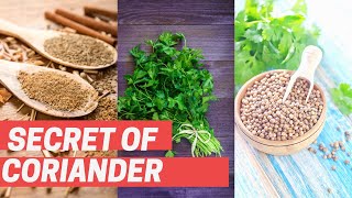 Amazing Coriander Seeds - HOW TO LOSE WEIGHT