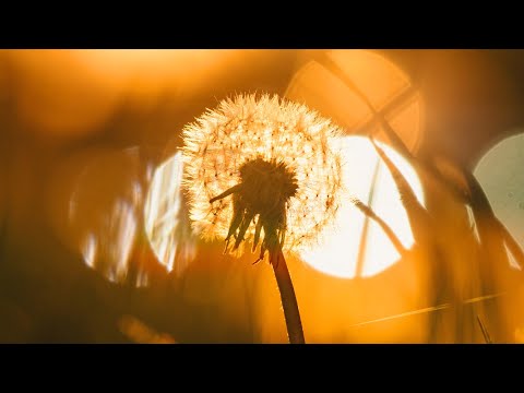 忘れる前に Vaundy でLyrics Video作ってみた