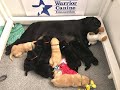 Warrior canine connection in need of puppy parent volunteers