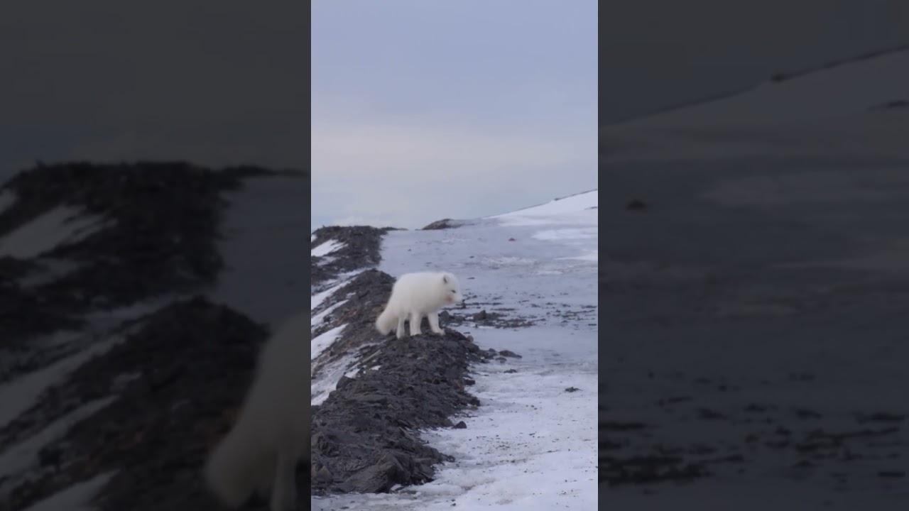 Close Polar Fox encounter in Svalbard 🇳🇴 