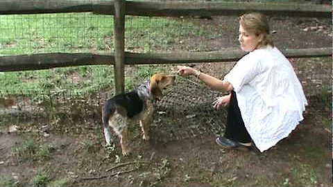 Realtor Lisa Patton Shows You How to Dog-Proof You...
