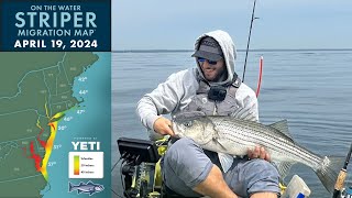 Striper Migration Report | April 19, 2024 by On The Water Media 10,773 views 1 month ago 27 minutes