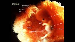 اجمل تلاوة سمعتها في حياتي - سورة الانسان ناصر القطامي