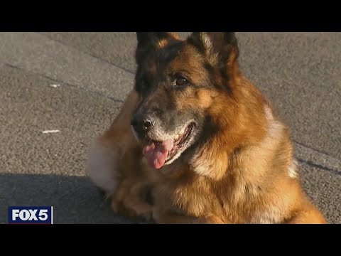 Wideo: Psy wyskakują z Kicksledding