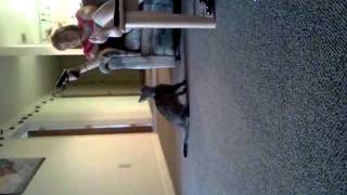 Cats reaction to air soft gun screenshot 4