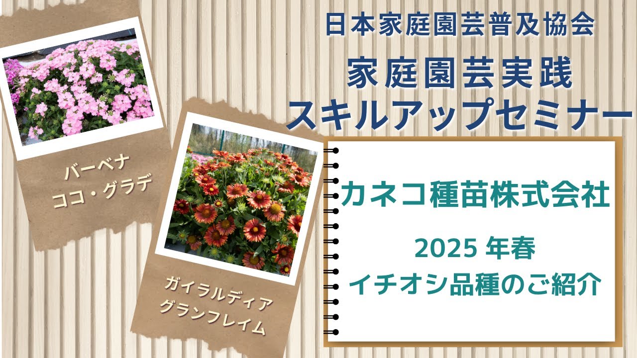 Kaneko Seed Co., Ltd.'s Top Recommended Varieties for Spring 2025