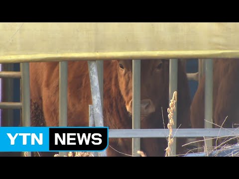 구제역 차단 위해 48시간 이동중지명령...가축시장 전면 폐쇄 / YTN
