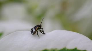 shield bug nymph