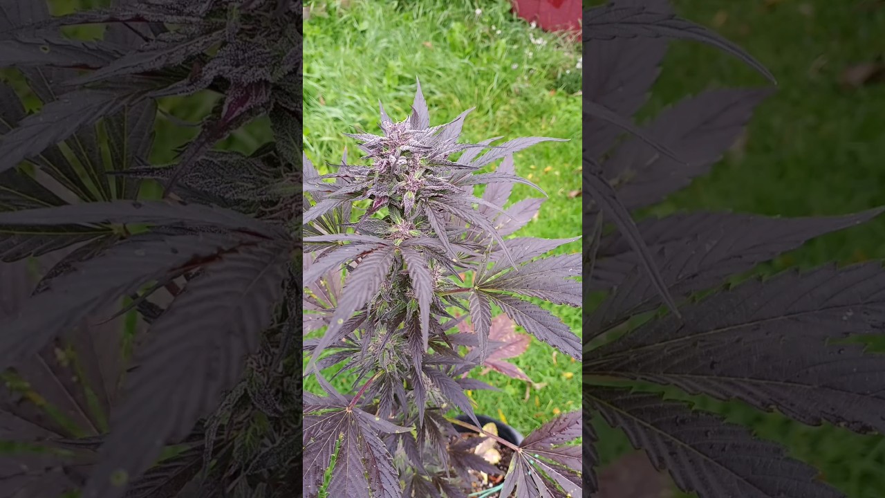 peanut butter breath super purple