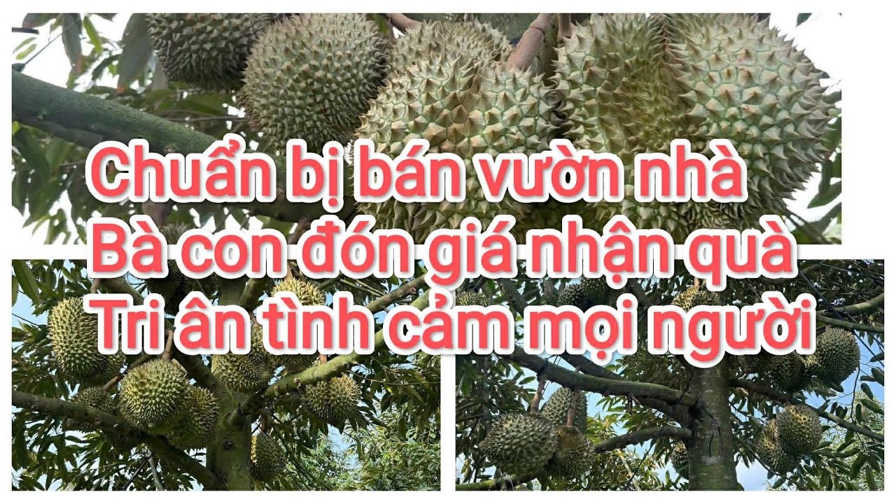 Chuẩn bị bán vườn nhà bà con đón giá nhận quà tri ân tình cảm bà con nhé 