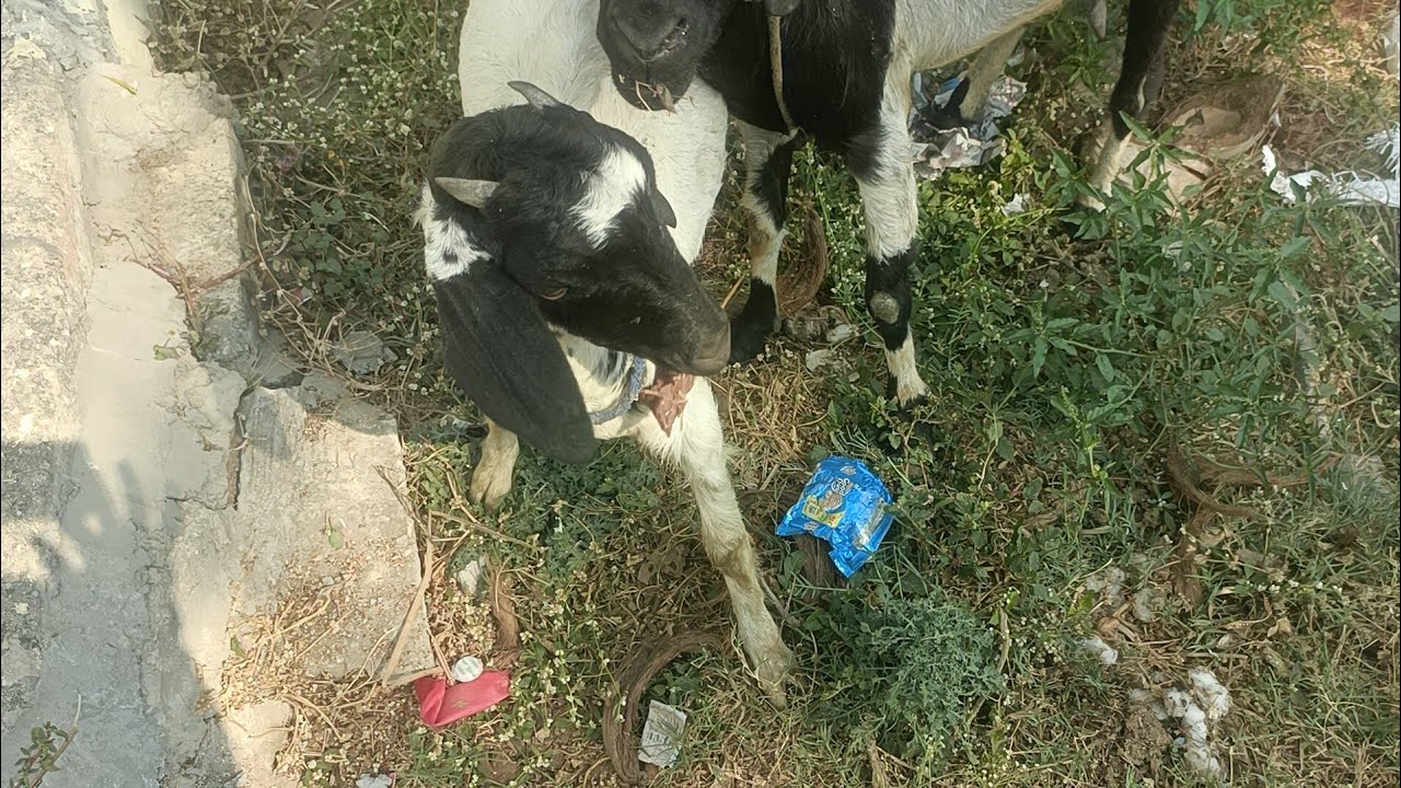  ಮಕ್ಕಳಿಗೆ ಒಂದ್ಸಲ ನಾದರೂ ಮೇಕೆ ಹಾಲು ಕುಡಿಸಬೇಕು#goat milk||healthy milk 🥛💯👌