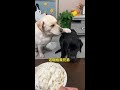 Dog: Can I choose again? #The Dog Has Become a Spirit #When You Have a Greedy Little Dog