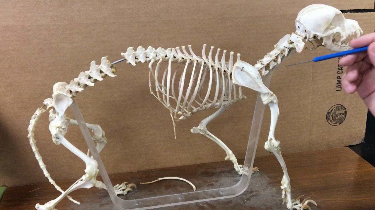 Dog skeletal anatomy - YouTube