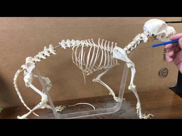 Skeletal System – Canine Anatomy for Beginners