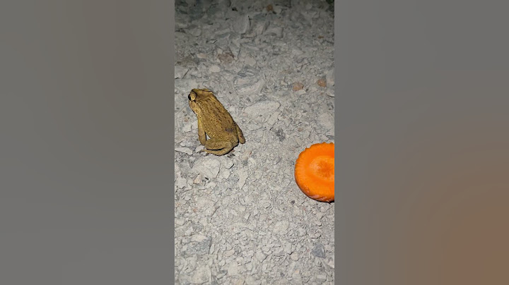 Tangkap katak yang membuat Anda tertawa | tangkap katak untuk senyum dan tawa lucu | Tawa hewan