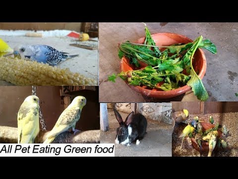 How to use Green Food Budgies parrot