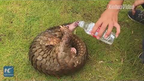 Rescued! Rare giant pangolin returns to wild in China