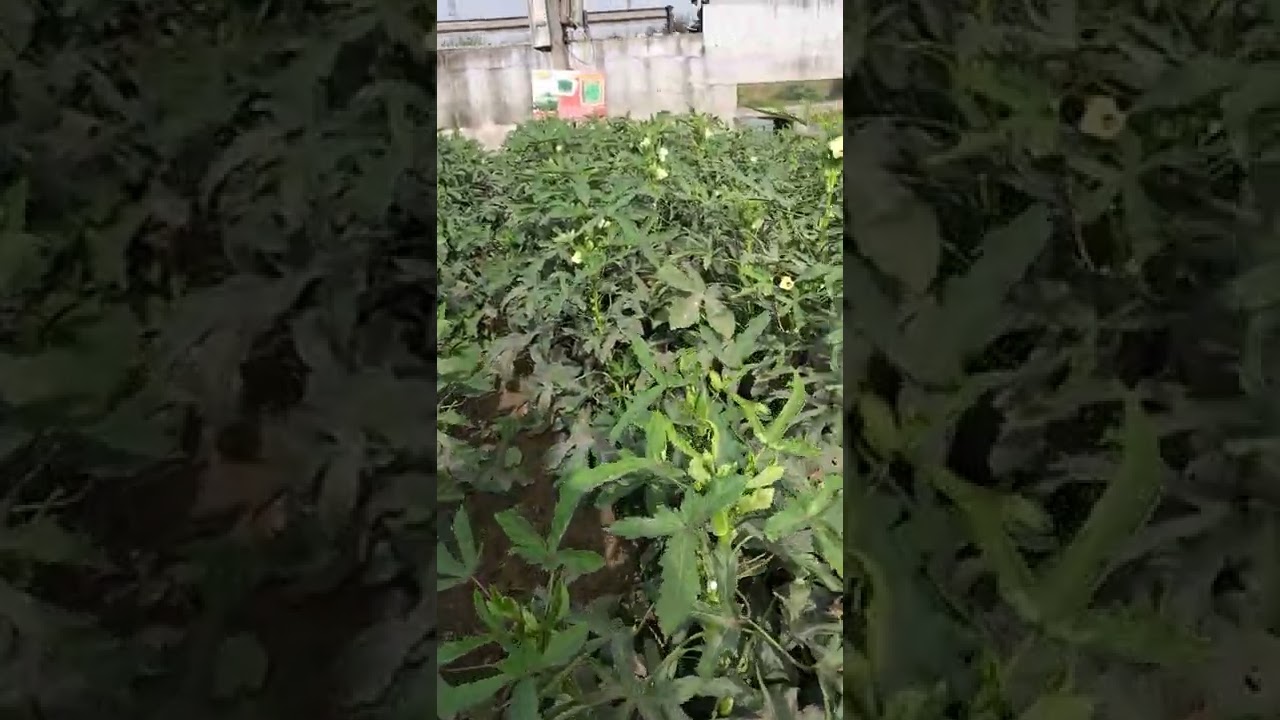 bhindi .=KRUTIKA US 807