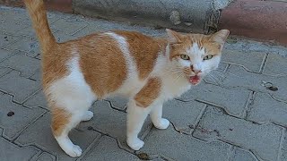 Talkative cat talking to me is unbelievable cute