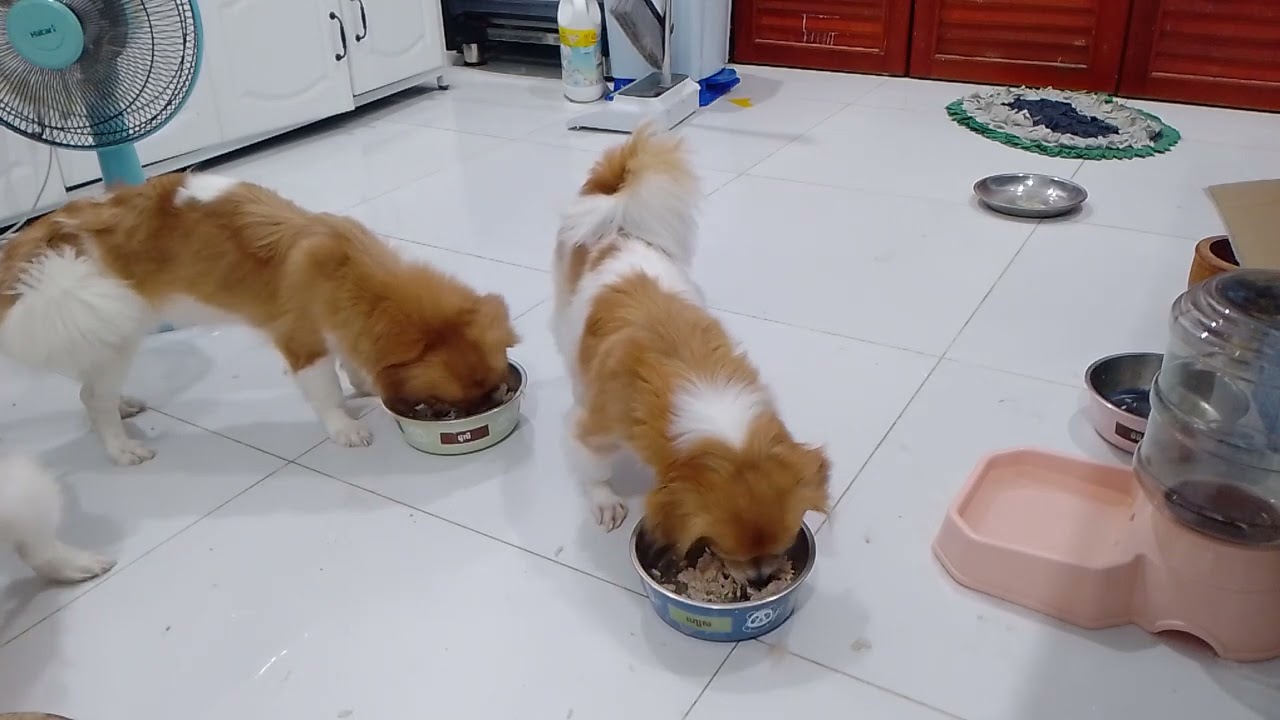 Puppies dinner 