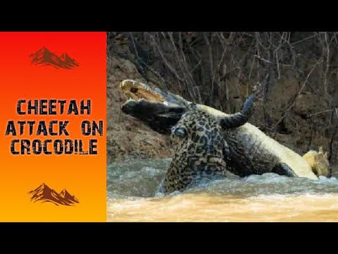 cheetah attack crocodile