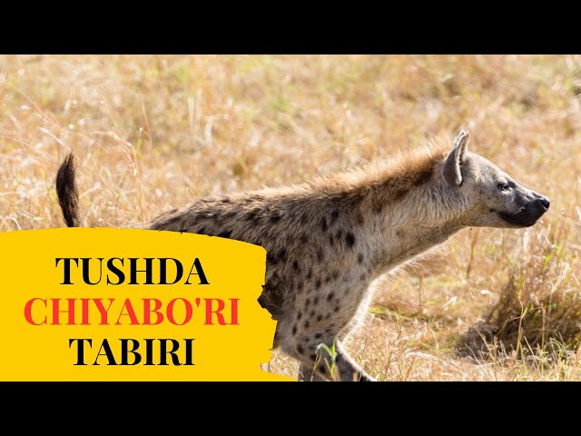 Brunette mushuk videolar Ota-onasi tomonidan ishlab chiqarilgan porno aktrisa