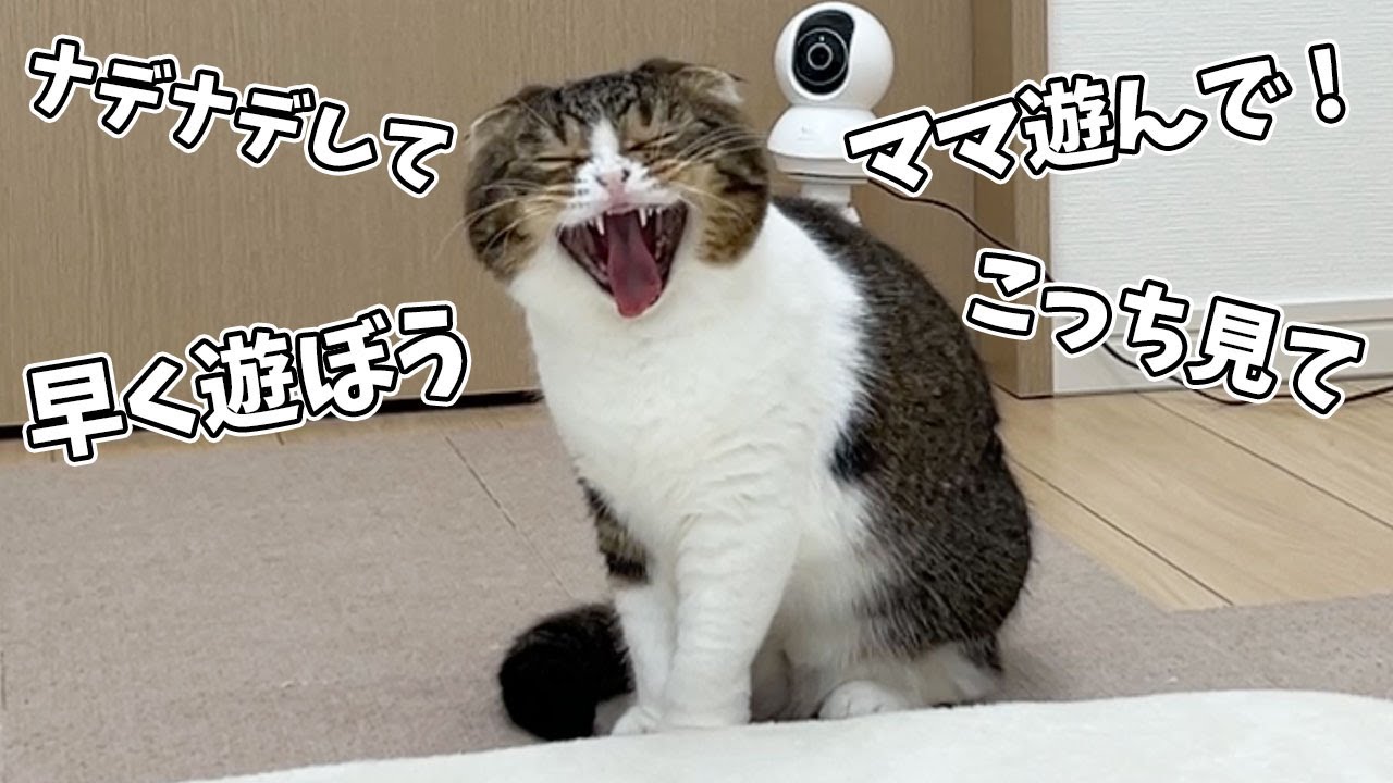 仕事中のママにかまってほしくてあらゆる手段で意思表示する猫が可愛い